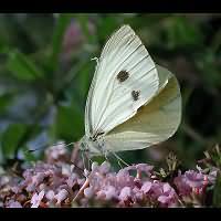 photograph of Large White