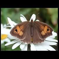 photograph of Meadow Brown