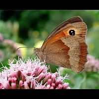 photograph of Meadow Brown