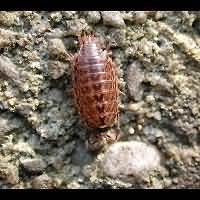picture Common Striped Woodlouse