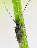 foto van Agapanthia villosoviridescens, Distelboktor