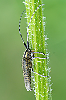 photograph of Agapanthia villosoviridescens side view