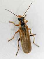 photo og Soldier Beetle Cantharis decipiens