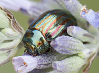 photograph of Rosemary Beetle
