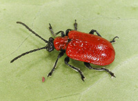 photograph Lily Beetle
