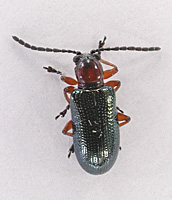 photograph Cereal Leaf Beetle