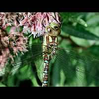 picture Southern Hawker
