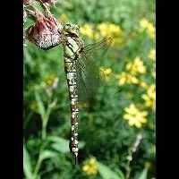 picture Southern Hawker