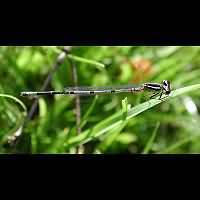 Photograph of Coenagrion puella, male