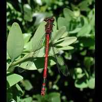 picture Large Red Damselfly