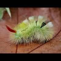picture Pale Tussock Moth