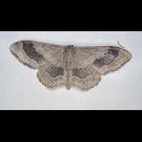 picture of Riband Wave
