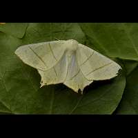brimstone butterfly will give you no problems identifyi