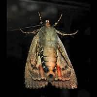 photograph of Copper Underwing