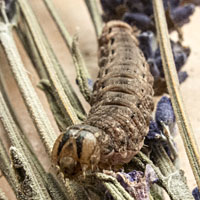 photograph of caterpillar of Noctua pronuba