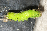 photograph of Common Quaker caterpillar
