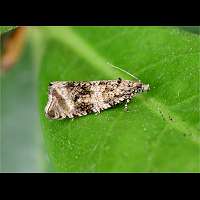 picture Celypha lacunana