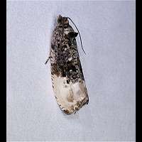 photograph of Marbled Orchard Tortrix