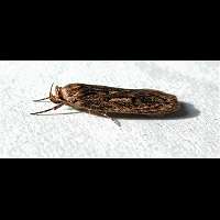 picture Brown House Moth