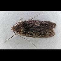 picture Brown House Moth