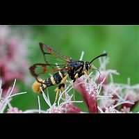 picture Yellow-legged Clearwing
