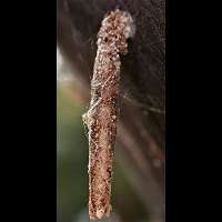 Photograph of Taleporia tubulosa larva