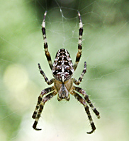 Foto van een spin in de tuin