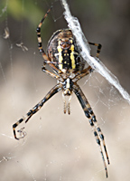 photo of Wasp spider, Argiope bruennichi