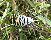 foto van de wespenspin of de tijgerspin , Argiope bruennichi
