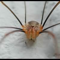 photograph of Red Harvestman