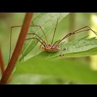 Photograph of a harvestman in the garden