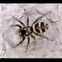 Photograph of a spider on a wall