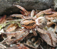 photograph of Rustic Wolf Spider / Trochosa ruricola or Trochosa terricola