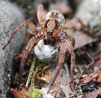 photograph of Rustic Wolf Spider / Trochosa ruricola or Trochosa terricola