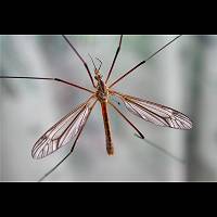 Photograph of Tipula vernalis