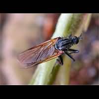 Picture of a Dance Fly