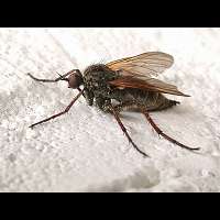 Picture of a Dance Fly