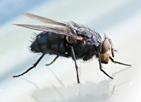 picture of Bluebottle, Calliphora vicina