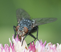 picture of Bluebottle, Calliphora vicina