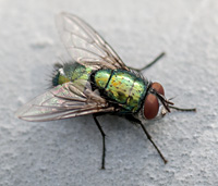 picture of Greenbottle, Lucilia sp.