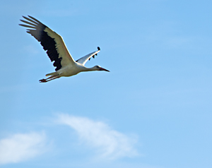 photograph of ciconia ciconia in flight