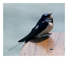photo of Barn Swallow, Hirundo Rustica