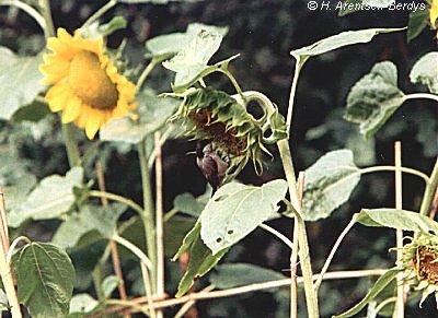 Poecile palustris