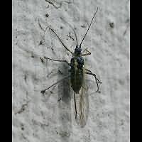 Photograph of an unidentified Aphid