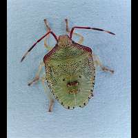 picture Hawthorn Shield Bug
