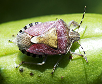 picture of Dolycoris baccarum