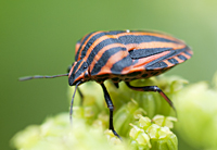 Photograph Striped Shieldbug