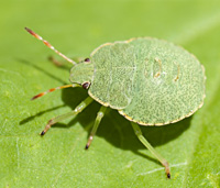 photograph of th Green Shield Bug