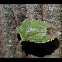 picture Green Shield Bug