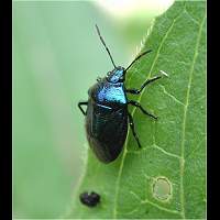 Photograph Blue Bug